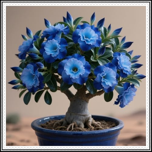Rizoma di rosa del deserto/Rara adenium obesum/Facile da piantare-Richiede poca manutenzione/Piantagione all'aperto/Piantagione all'aperto-1 rizoma-b