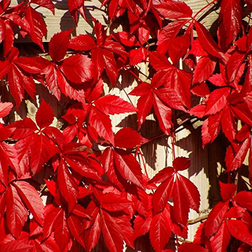 Virginia Creeper Parthenocissus quinquefolia 20 SEMI
