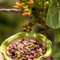 200 Pcs Pistazien Samen Zum Pflanzen, Pistazienbaum, Nuts Nuss, Nachhaltige Geschenke, Garten Samen, Pistacia Vera, Baumsamen Bäume Garten Winterhart Herbst Dekoration, Bonzai Bäume