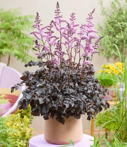 BALDUR Garten 1x Astilbe 'Dark Side of the Moon®', Rhizom in Größe I | dichte, dunkelrote bis fast schwarze Blütenrispen, langlebige Blühfreude, Blickfang im Beet, winterhart & pflegeleicht
