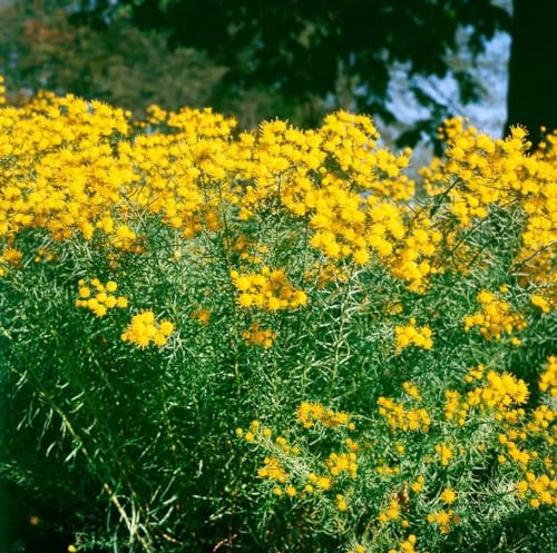 Aster linosyris 9x9 cm Topf – Winterhart, Mehrjährig, Pflegeleicht – Goldhaar-Aster – Staude für Steingarten & Beet