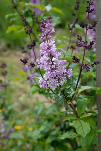 Syringa josikaea 60-80 cm - Ungarischer Flieder, rosa-lila Blüten, Blütezeit Mai-Juni, duftend, ideal für Hecken, bienenfreundlich, winterhart