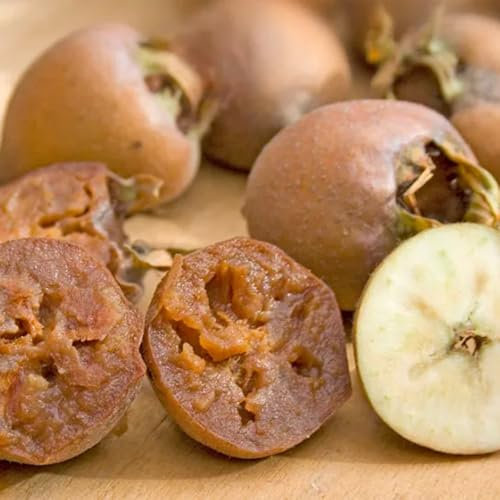 mispel baum samen - mespilus germanica - sapote frucht, winterharte kübelpflanzen mispelche samen obstbäume, sträucher winterhart blühend obstsamen, winterfeste pflanzen für balkon 10pcs