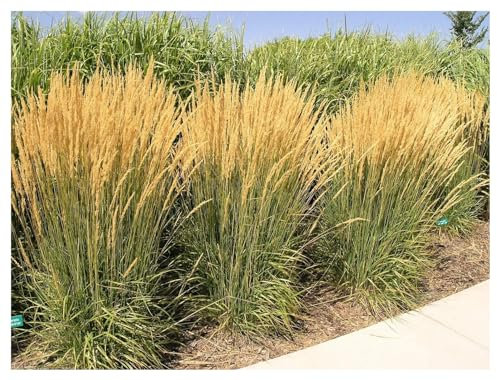 3 x Calamagrostis x acutiflora 'Karl Förster' im 1 Liter Topf (Ziergras/Gräser/Winterhart/Mehrjährig) Reitgras - Top als Sichtschutz Hecke - Aufrechte Eleganz für jeden Garten - von Stauden Gänge