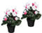 Pflanzen Kölle Künstliches Alpenveilchen, weiß-pink, Höhe ca. 30 cm