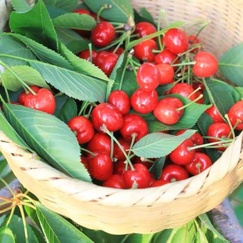 30 pcs Kirschbaum samen säulenobstbäume、exotische pflanzen blumenwiese samen、säulenobst winterhart obstbäume、pflanzen winterhart draußen stauden winterhart mehrjährig、gartenblumen