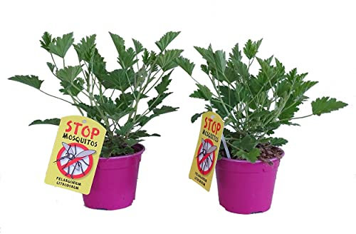 Geranio Antimosquitos - Pack 2 Plantas Naturales - Pelargonium Citrodorum - Geranio Limón o Citronela