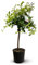 Attitude Jardin - Combava - citrus hystrix - agrume méditerranéen - arbre fruitier - 110-120 cm - ⌀ 24 cm