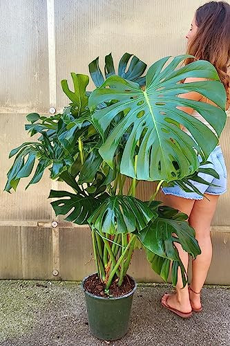 PHYLODENDRON PERTUSUM, MONSTERA DELICIOSA, VASO 24CM DIAMETRO, pianta vera