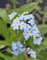 WASSERPFLANZEN WOLFF - 4er-Set im Gratis-Pflanzkorb - Myosotis palustris - Sumpfvergißmeinnicht, hellblau -
