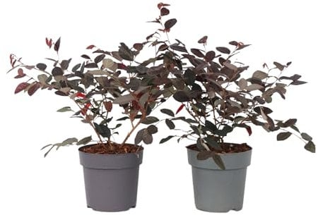 Plant in a Box - Hamamelis - Set de 2 - Loropetalum 'Fire Dance' - Altura 30-40 cm - Maceta 15 cm - Arbusto ornamental - Rojo