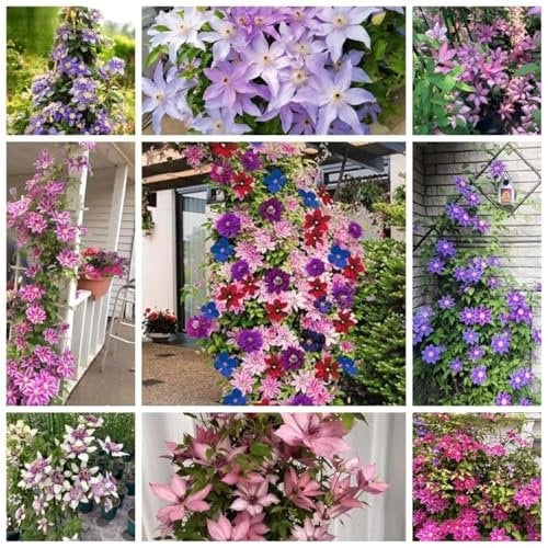 1.000 Clematis-Samen in gemischten Farben – winterharte und mehrjährige Pflanzen, ideal für Balkone, Gärten, Terrassen und als Topfpflanzen geeignet.Es ist die ideale Wahl für alle Gartenliebhaber!