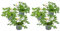 Pelargonium Graveolens - Geranio Limón - Antimosquitos - Perfumado - 10,5 cm - 15-20 cm