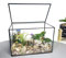 Ferrisland Terrario in vetro Wardian per interni, piccolo terrario per piante grasse, con porta, decorazione da tavolo, regalo fai da te, 21,1 x 11,9 x 14 cm (nero4)