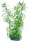 Hobby 51566 Heteranthera, 25 cm