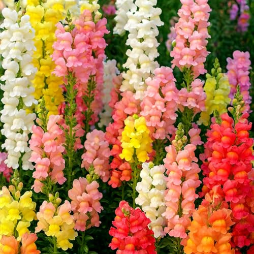 Löwenmäulchen Riesenblumige Mix – Antirrhinum majus – 4000 Samen | Farbintensives Schnittblumenwunder