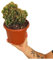 Cereus Monstruoso | Maceta 17 cm | Planta natural de Exterior | Cactus y suculentas