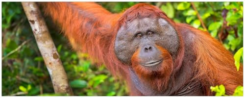 Wallario Küchenrückwand selbstklebend 115 x 50 cm, Motiv: Orang-Utan im Regenwald | Spritzschutz abwischbar & pflegeleicht
