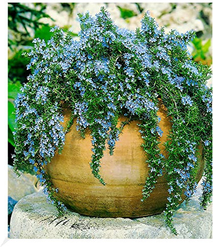 BALDUR Garten Hänge-Rosmarin 'Capri', 3 Pflanzen Rosmarinus winterharte Staude, Hängepflanze, trockenresistent, mehrjährig, bienenfreundlich, pflegeleicht, Wasserbedarf gering, blühend