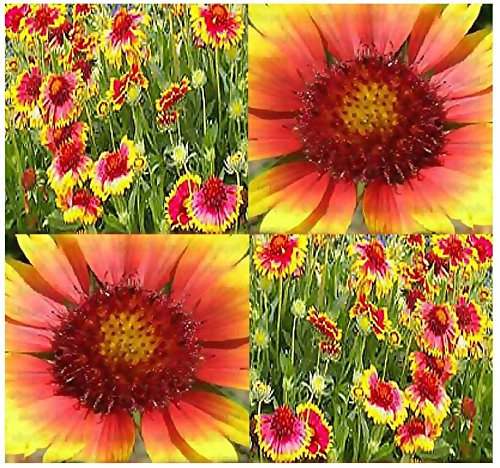 (400) de la flor combinada - Gaillardia aristata semillas de flores