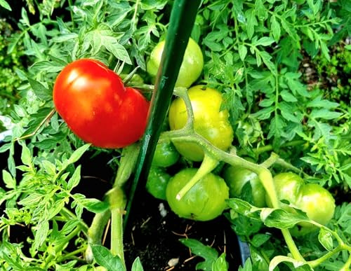 Sibirische Tomate ''Silbertanne'' 10 Samen