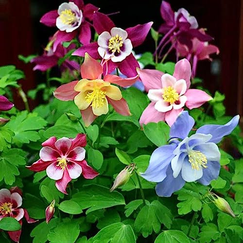 Luojuny Semillas de Columbine, 30 Unids/bolsa Semillas de Columbine Ecológicas Intolerantes al calor Encantadoras Semillas de Columbine resistentes al frío para el hogar semillas de aguileña