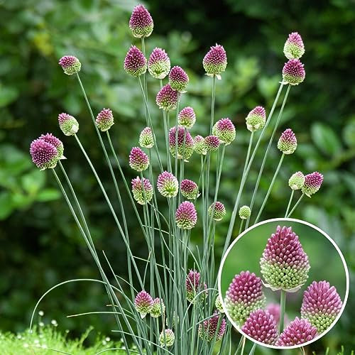 Plant in a Box - Allium Sphaerocephalon - Zwiebeln x100 - Kugellauch - Blumenzwiebeln für Garten, Terrasse oder Balkon