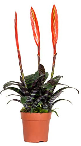 Vriesea Era – Fackel-Bromelie – Zimmerpflanze – Pflegeleicht – ⌀12 cm – 40-50 cm