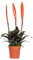 Vriesea Era – Fackel-Bromelie – Zimmerpflanze – Pflegeleicht – ⌀12 cm – 40-50 cm