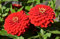 500 Samen Rote Zinnien Dahlienblütig Garten Blumen Beet Balkon Kübel Pflanzen