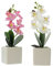 FRANK FLECHTWAREN Deko-Orchidee im Topf im 2er Set