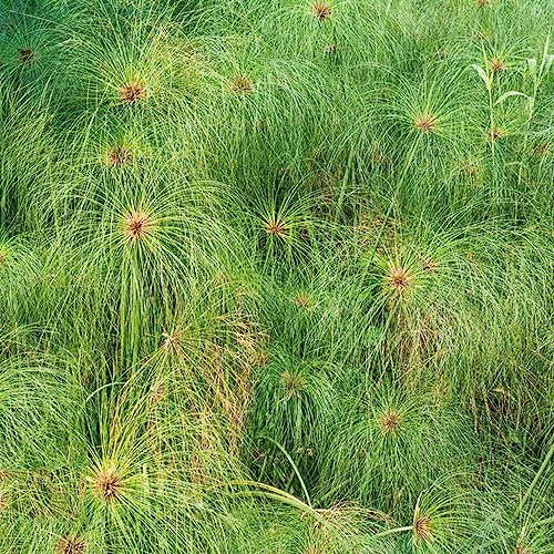 50 Pcs Cyperus Papyrus Pflanze Samen - Zypergras - Winterharte Balkonpflanzen Ziergräser Winterhart, Winterharte Kübelpflanzen Seltene Samen, Gartenpflanze Winterfeste Pflanzen Für