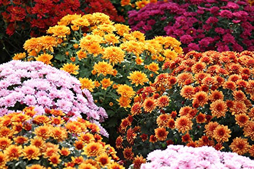 Buy4seeds Garden Mum Mix - 200 Seeds - Chrysanthemum indicum - Perennial Long Flowering Easy to Garden Yard Patio and Useful for Gifts