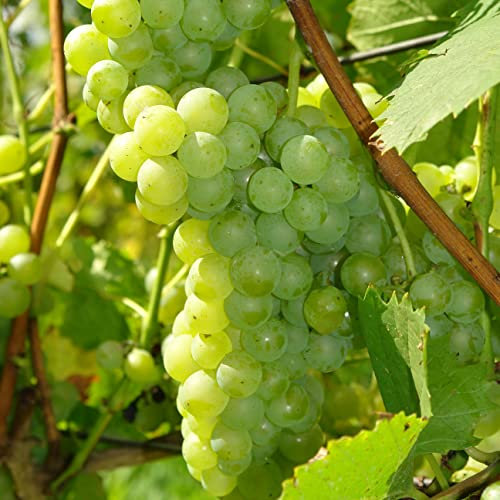 Weintraube Polar 2L Pflanze für Anfänger und professionelle Gärtner - Ideal für Kleingarten, Garten - Schöne Pflanze mit ungewöhnlichen Blüten - Genießen Sie jeden Tag ihre Farben