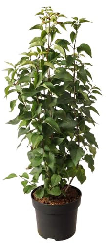 Edelflieder, Syringa vulgaris 'Prince Wolkonsky', duftend, sommerblühend, Schmetterlinge, Gartenstrauch, pflegeleicht