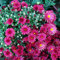 100 semillas de crisantemo para el hogar, jardín, patio, flores, bonsái, decoración de color rojo rosa para mujeres, hombres, niños, principiantes, jardineros regalo