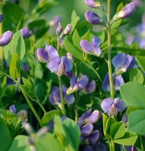 Australische Färberhülse Purple Smoke - Baptisia australis - lebende Gartenpflanze aus den Baumschulen