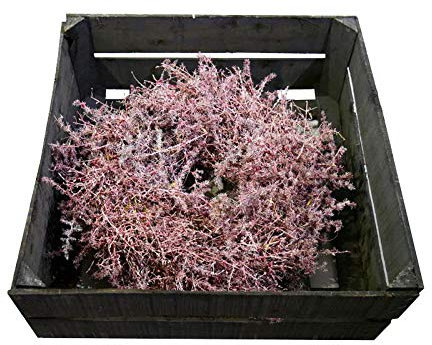 Wundervoller Asparagus Kranz Gewachst - Natur Türkranz Weihnachten - Deko Wandkranz/Weihnachtskranz/Gewachster Hängekranz/Tischkranz/Asparaguskranz (Bordeaux, Ø 35cm (1 Stück))