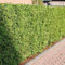 (100 semillas) Thuja occidentalis/Cedro Blanco del Norte/Tuya Oriental/cedro blanco/American Arborvitae