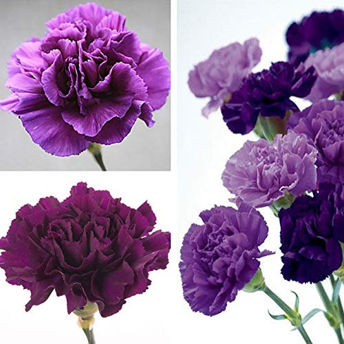 100 semillas de flores de Caryophyllus de Dianthus de clavel morado, decoración para el hogar, jardín, para mujeres, hombres, niños, principiantes, regalo de jardineros