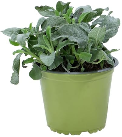 mgc24 Großblättriger Salbei, echte Kräuterpflanzen im 14-cm-Topf, 3 Stück | Salvia officinalis maxima, Höhe ca. 15 cm, großblättrig, winterhart, robust, Küchenkraut für Garten, Beet, Balkon und Kübel