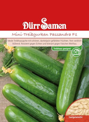 Mini Treibgurken Samen Passandra Gurkensamen Grüne Gurken Ertragreich ca 4 Korn Saatgut Garten Hochbeet Kübel Dürr Samen