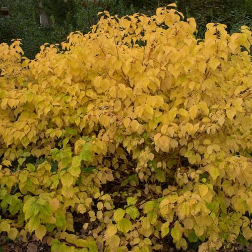 Cornus sanguinea 'Magic Flame' – RHS Award Dogwood Shrub with Bright Red-Orange Winter Stems, Stunning Autumn Colour, Hardy, Low Maintenance Garden Plant - 10 Litre Pot x2 by Thompson and Morgan