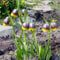 kaiserkrone zwiebel kaufen -Fritillaria - hochbeete für garten flower kaiserkronen knollen stauden bodendecker winterhart blumenzwiebeln mehrjährig winterhart zwiebeln frisch garten 15pcs