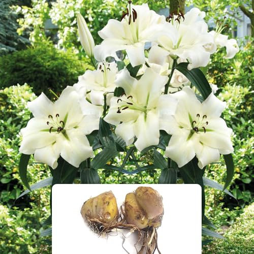 2 Pretty Woman 'Like a Tree' Giant Lily Bulbs – Up to 10 Pure White, Fragrant Trumpet Blooms per Bulb – Perfect for a Stunning Summer Garden – Ideal for UK Climate Conditions