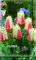 Flora Elite 792465 Greigii Tulpe Diablo (10 Stück) (Tulpenzwiebeln)