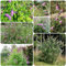 350 pcs schmetterlingsflieder pflanze samen, wildblumensamen, balkon sommerflieder Buddleja lindleyana blumen samen, plants blumensamen, garten balkon garten, bodendecker winterhart