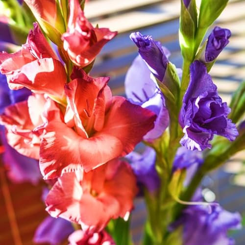 Gladiolus Bulbs UK Gladiolus Flower Gladiolus Plant(Plant Bulbs,Ornamental Flowers,Wedding Flowers,Cut Flowers)-10bulbs-d