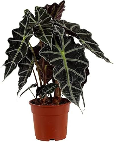 Planta Oreja de Elefante Alocasia Natural de Interior Fácil de Cuidar