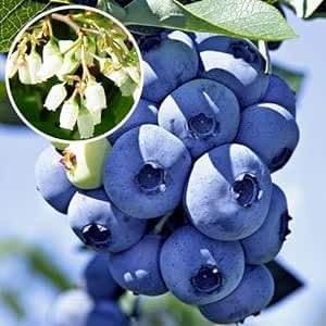 MIRTILLO GIGANTE AMERICANO 3 ANNI, PRONTA FRUTTIFICAZIONE 80-120CM (3 piante)